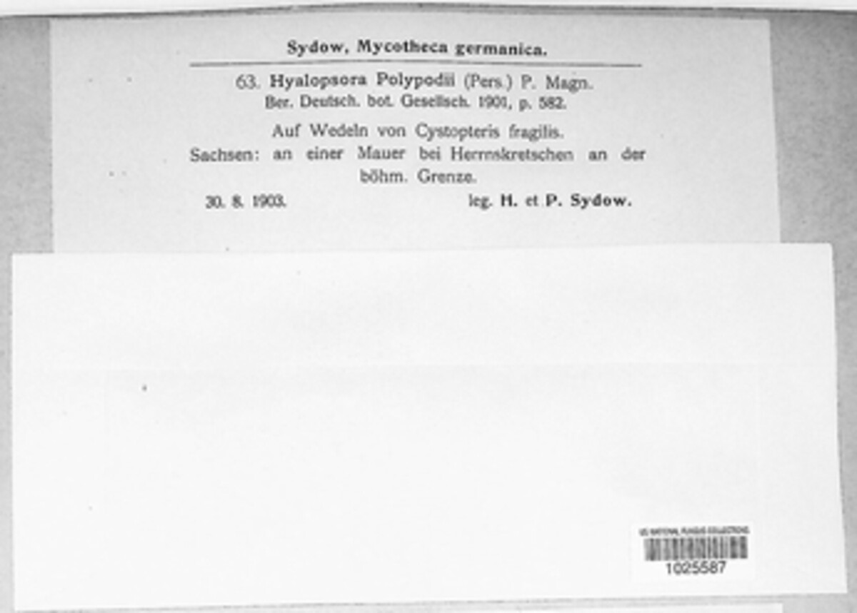 Hyalopsora image